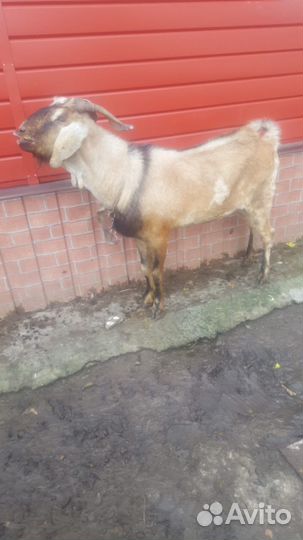 Продажа козла