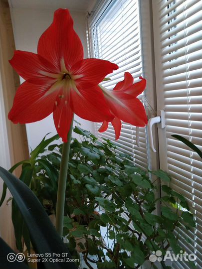 Гиппиаструм (Амариллис )