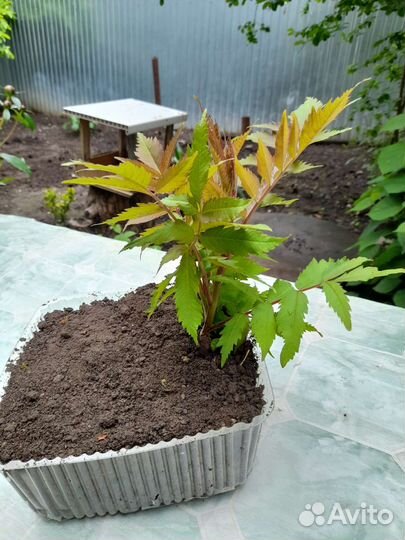 Сумах оленерогий