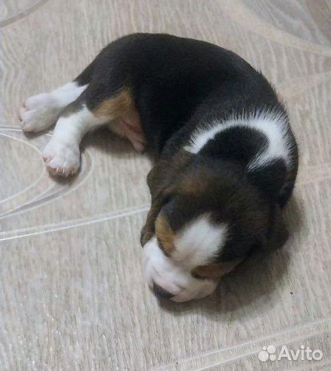 Щенки бигль