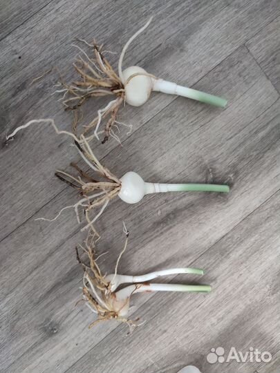 Эухарис амазонская лилия луковицы