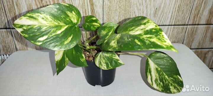 Сциндапсус золотистый