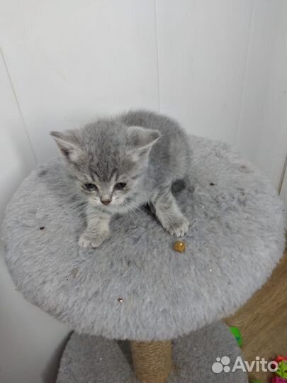 Котенок от вислоухой мамы