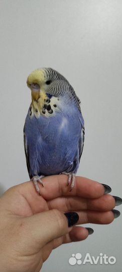 Выставочный Волнистый Попугай Чех