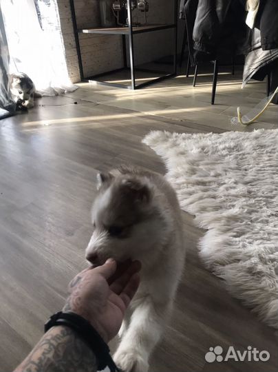 Щенки сибирской хаски