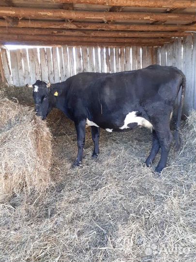 Корова с теленком