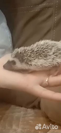 Африканский ежик