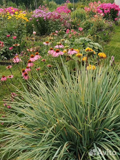 Элимус,седумы,копытень,чистец