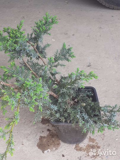 Ель Коника,можжевельник,туя