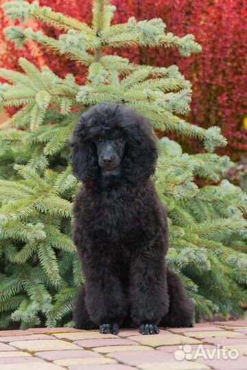 Шикарная девочка малого пуделя