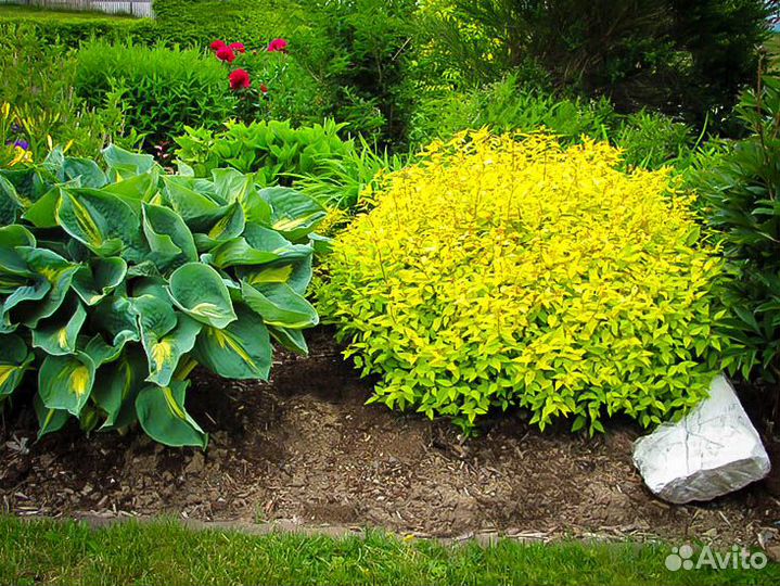 Семена Спиреи Голден Принцесс 1000+ шт