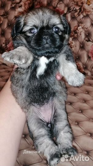 Щенки пекинеса