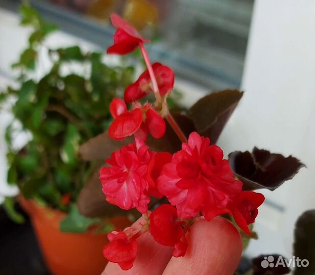 Бегония вечноцветущая махровая