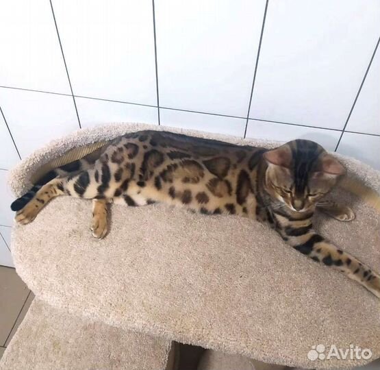 Бенгальский кот с правом разведения