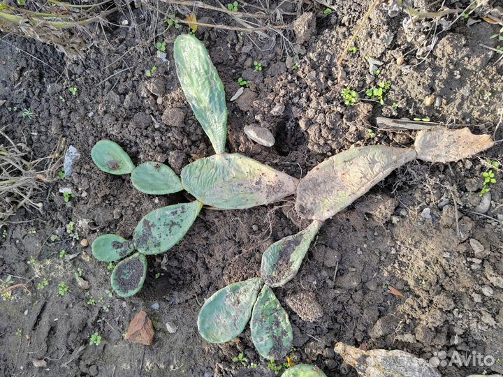 Комнатные растения цветы