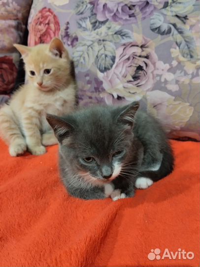 Кошки в добрые руки