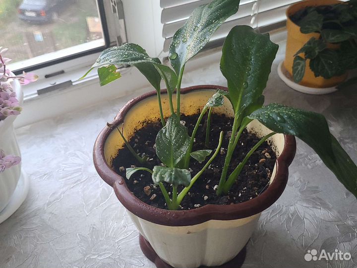 Спацифилум