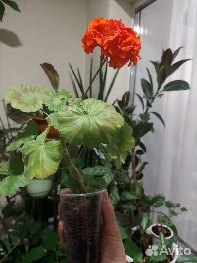 Герань пеларгония