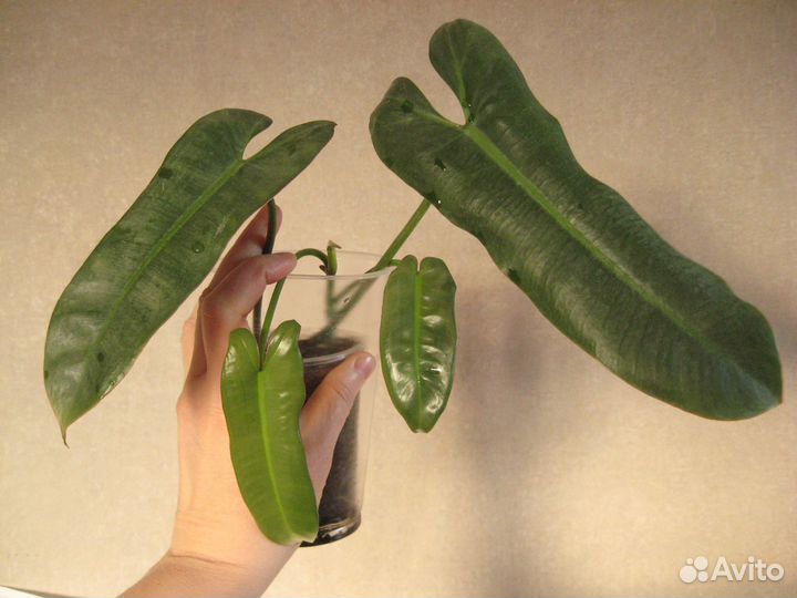 Сортовые хойи, ароидные, суккуленты для начинающих