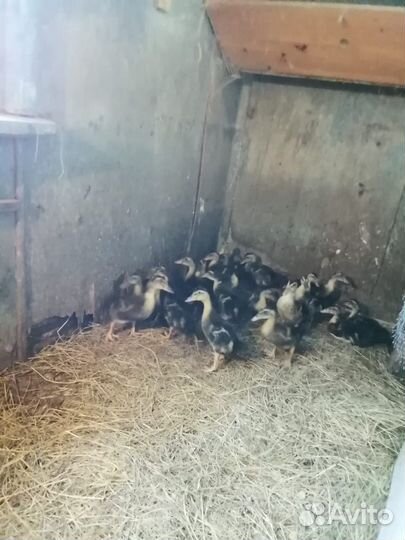 Продам утят
