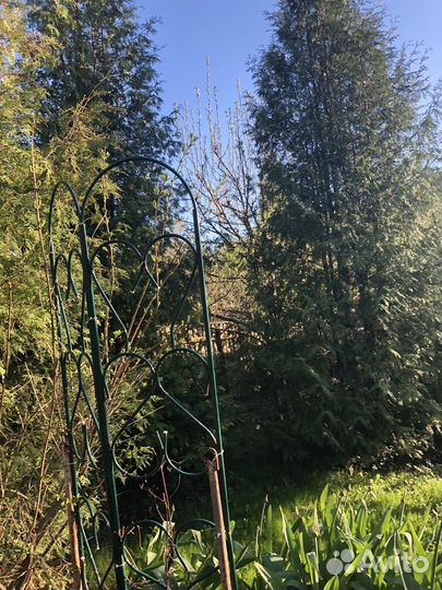 Саженцы туи