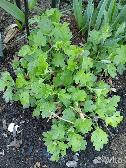 Хризантема