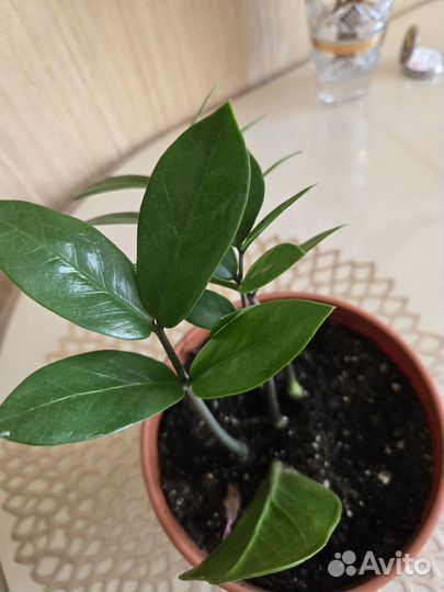 Замиокулькас