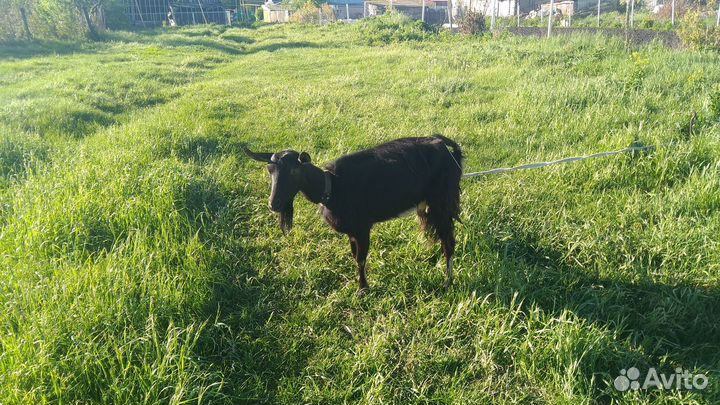 Продам козу