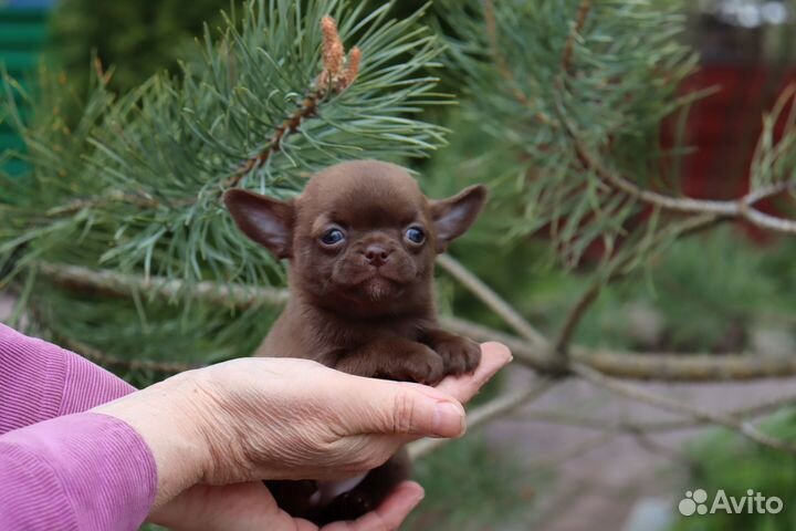 Очаровательные малыши