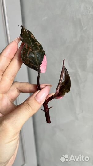 Филодендрон розовая принцесса