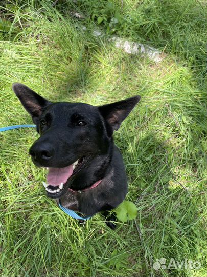 Черная собака