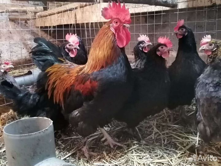 Мехеленская кук джерсийский гигант, маран,фавероль