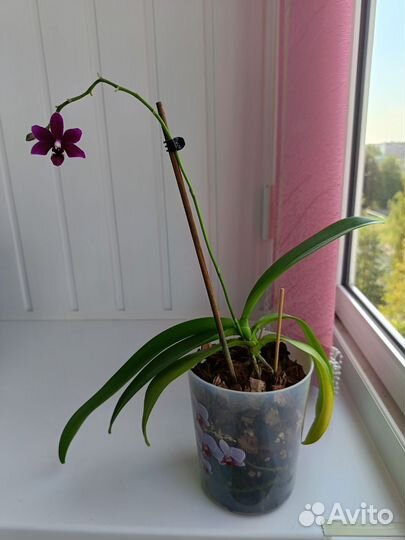 Орхидея фаленопсис
