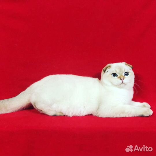 Золотой кот на вязку.Котята на продажу