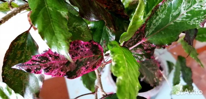 Гибискус (розан )