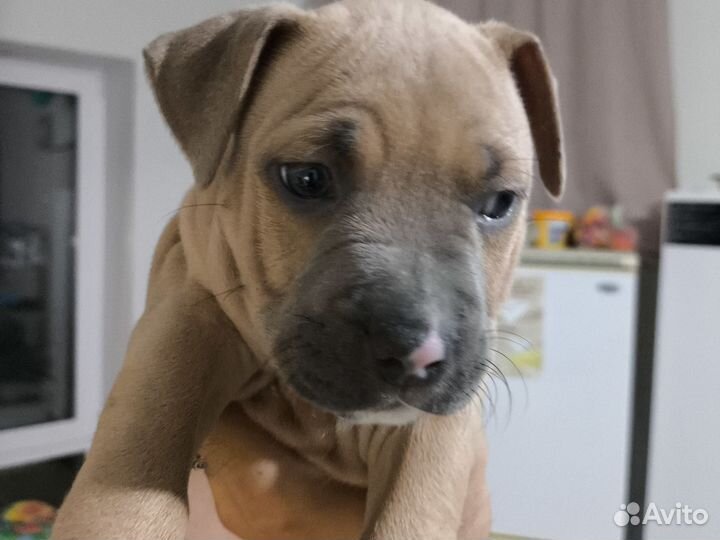 Щенки амстаффа девочки