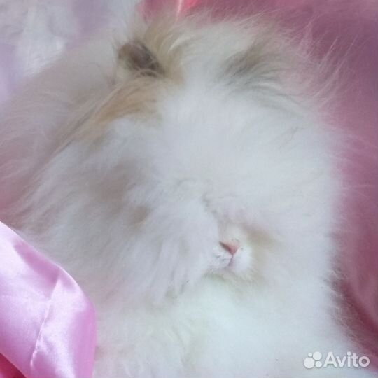 Ангорский кролик