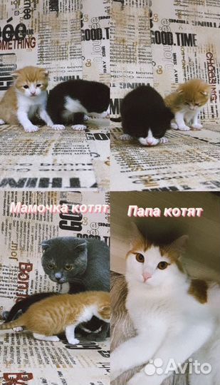 Вислоухие котята