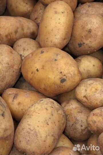 Семенной картофель