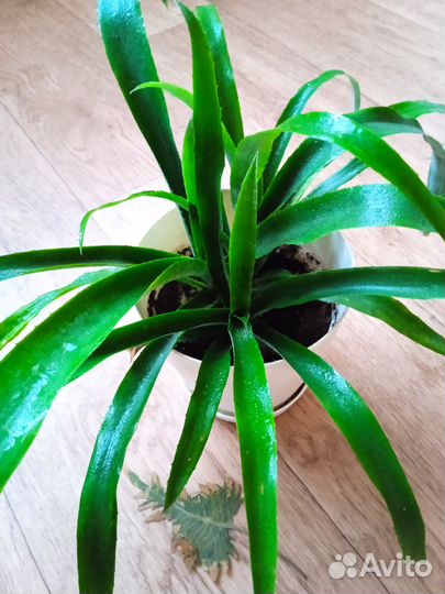 Из бромелиевых