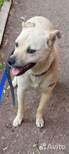 Бонечка маленькая ласковая стерильная привитая