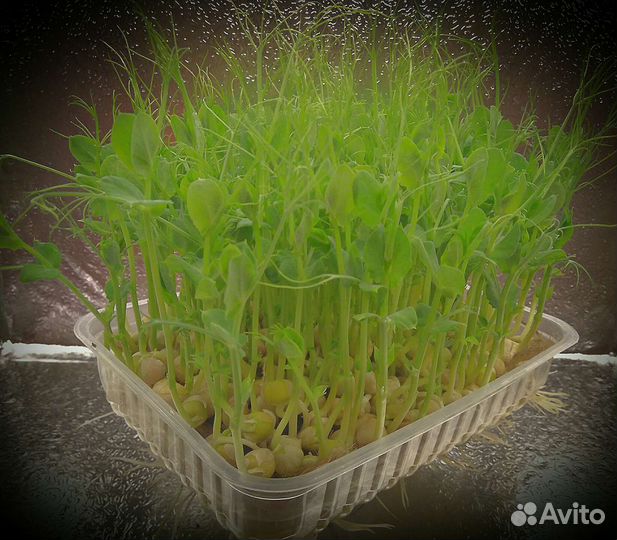 Микрозелень