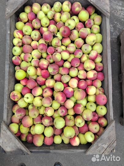 Продам яблоки Синап Орловский звоните
