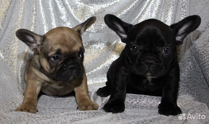 Французский бульдог