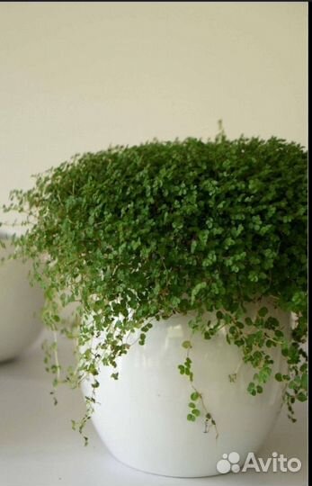 Солейролия. Домашнее растение