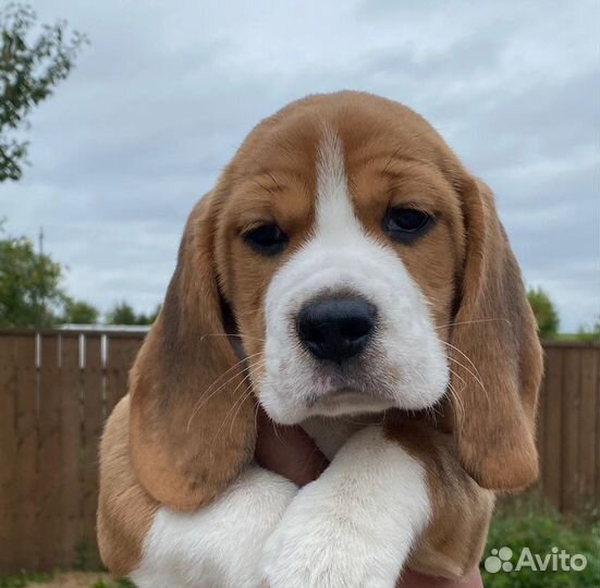 Бигль щенки, питомник, рассрочка