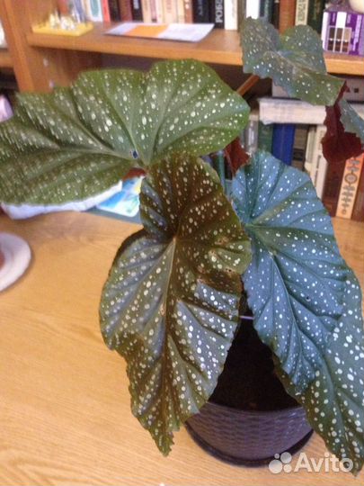 Бегония Люцерна