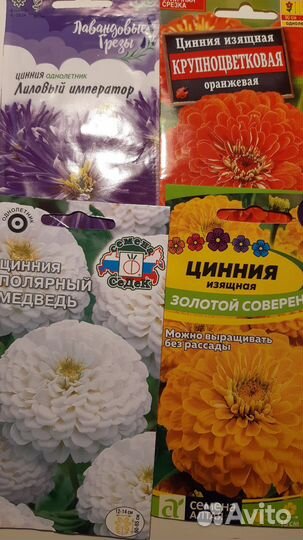 Циния рассада