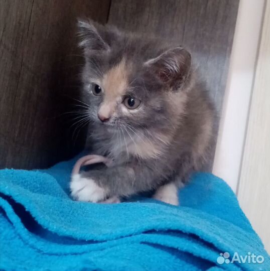 Котята