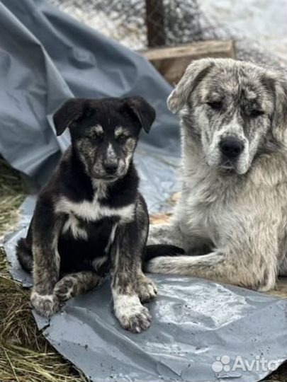 Щенок 3 месяца